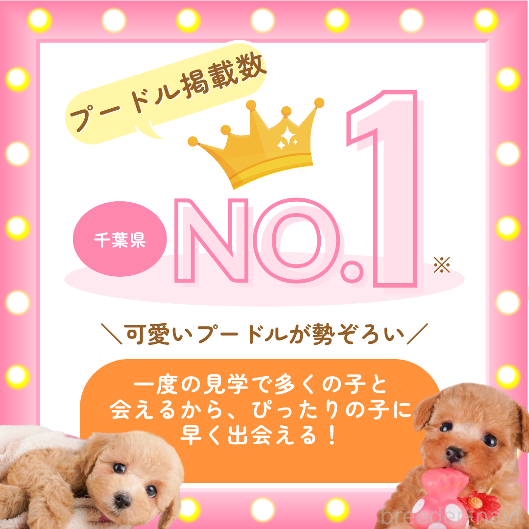 販売中の千葉県のトイプードル-393820の3枚目